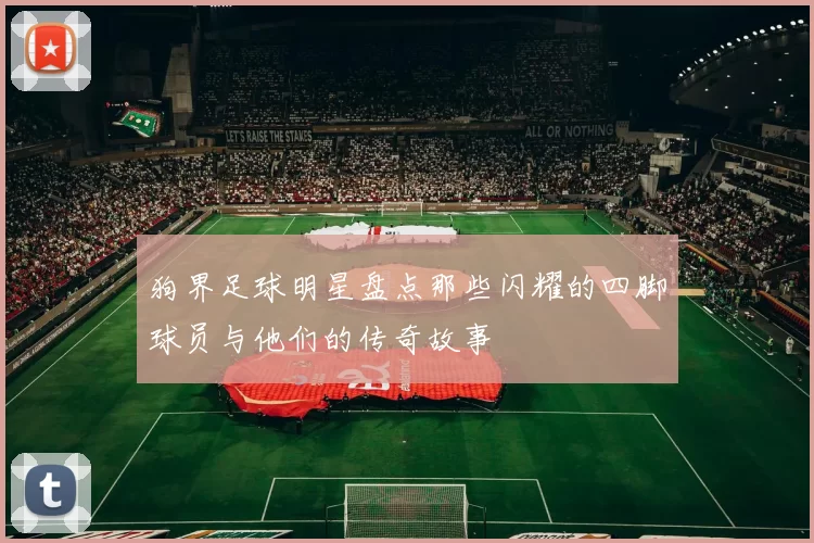 狗界足球明星盘点那些闪耀的四脚球员与他们的传奇故事
